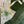Load image into Gallery viewer, Bottle Green Mukaish Work Saree with Stitched Sequins Embroidery blouse