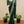 Load image into Gallery viewer, Preorder - Bottle Green Banarasi Chiffon Saree