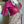 Load image into Gallery viewer, Madhubani Printed Ghicha Tussar Silk Saree