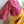 Load image into Gallery viewer, Hot Pink Stripes Indian Brocade Designer Blouse